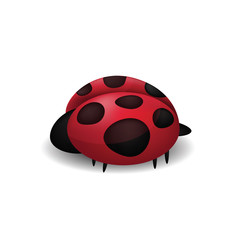 Ladybug isolated on white