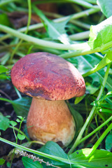 edible mushroom on the forest edge of a forest