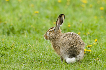 Osterhase