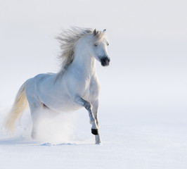 Fototapeta na wymiar Galopujący koń biały