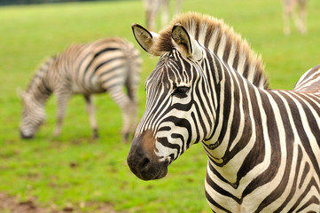 Obraz na płótnie Canvas Zebra couple