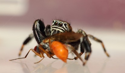 Evarcha arcuata Springspinne