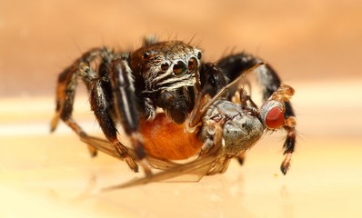 Evarcha arcuata Springspinne