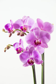 Orchidee