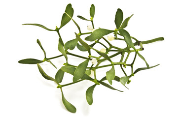 mistletoe on white