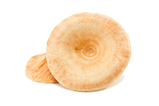 lactarius onwhite