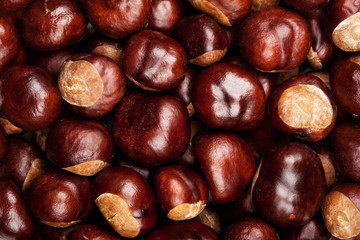 Conkers