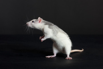 curious young rat