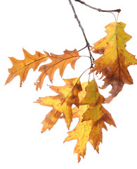 Obraz premium twig of oak with autumn yellow leaves, isolated on white