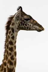 Portrait einer Baby-Giraffe