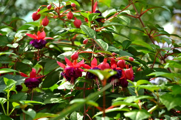 Fascinating Fuchsia flowers