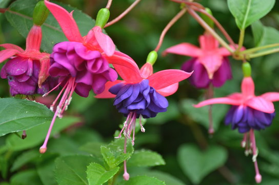 Fascinating Fuchsia flower