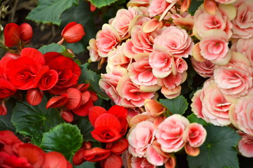 Colourful Japanese Camellia