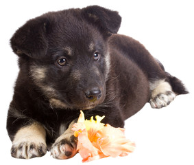 puppy with flower