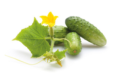 Green cucumbers