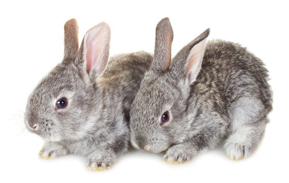 two small gray rabbits