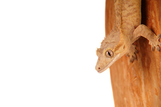 Gecko Reptil Lizzard echse eidechse Kronengecko