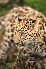 Leopard Cub
