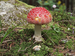 Fly agaric fruiting body