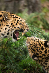 Snarling Leopard Face Off