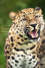 Fototapeta na wymiar Uśmiechając Leopard