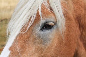 Obraz premium Cavallo - Horse