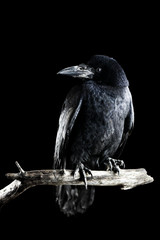 crow