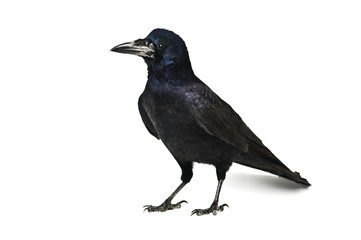 crow