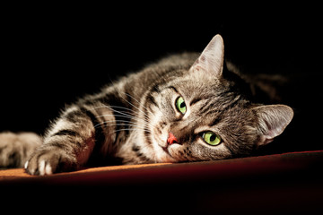 beautiful European cat in front on a black background