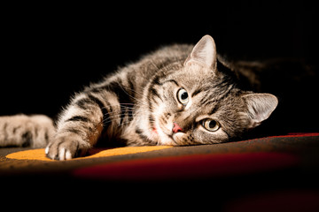 beautiful European cat in front on a black background