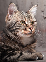 Fototapeta na wymiar piękny kot europejski przed na szarym tle