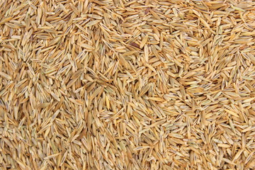 Texture of grass seed