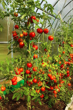 Red tomatoes in a greenhouse