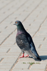 A lonely pigeon standing on a claw in paved street
