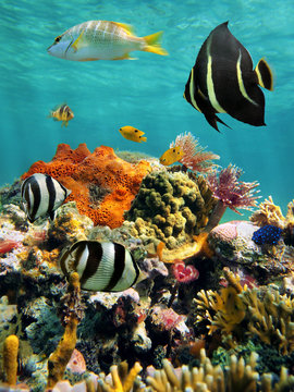 Fototapeta Colorful underwater marine life in a coral reef, Caribbean sea, Mexico