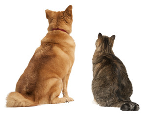 Cat and dog looking up - 46420132