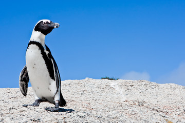 Lone Penguin on Rock