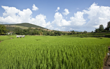 The green of rice field in the north of Thailand