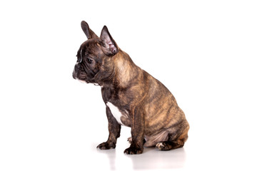French Bulldog, 3,5 months old, isolated on white background