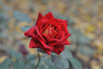 beautifull red rose on blur background