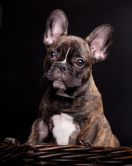 French bulldog puppy, 3,5 mounth old, on black