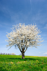 Fototapeta na wymiar kwitnące drzewo na wiosnę