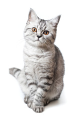 Scottish strite young cat