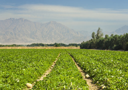Plantation of melons in desert of Arava