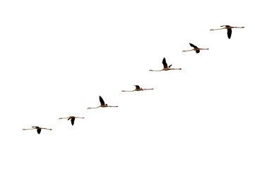 geïsoleerde geleidelijke vliegende flamingovlucht op wit