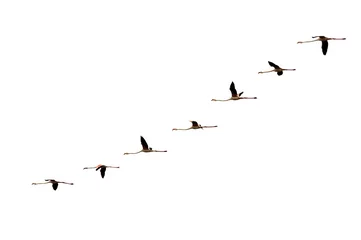 Deurstickers Flamingo geïsoleerde geleidelijke vliegende flamingovlucht op wit