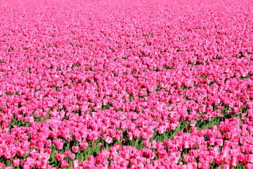 Garden poster Candy pink Field of pink tulips. Foliage. Abstract background.