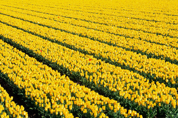 Field of yellow tulips and one red standing out.