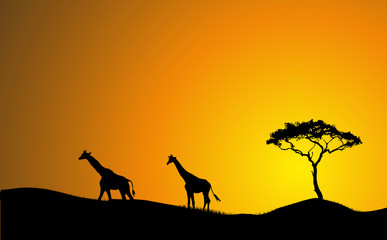 Fototapeta na wymiar Ciągłe żyrafy w sylwetce słońca