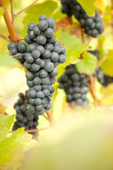 Grapes in a vineyard